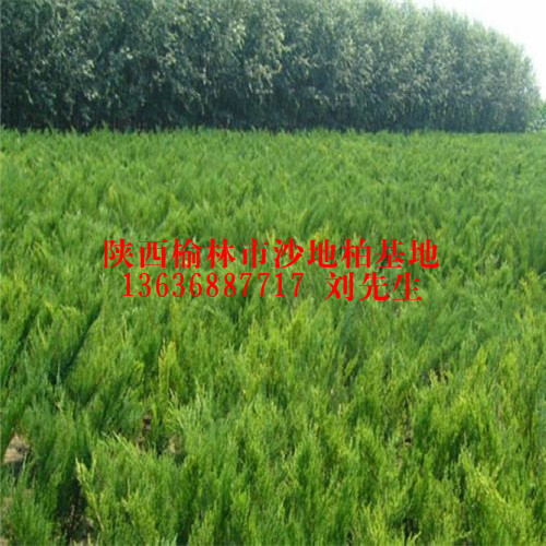 出售大量沙地柏_陕西榆林沙地柏_陕西沙地柏苗木场 