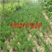 60公分沙地柏|陕西榆林沙地柏|陕西**的沙地柏种植基地 