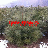 榆林沙地柏欢迎大家来订购！榆林沙地柏出售、榆林沙地柏种植基地 