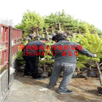 1.5米樟子松装车现场 
