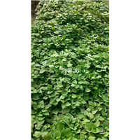 济薯26