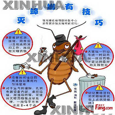 白云区蟑螂防治灭治