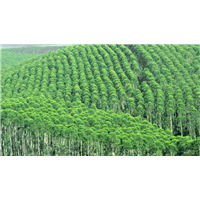 速生桉&桉树苗基地&桉树苗多少钱一棵 