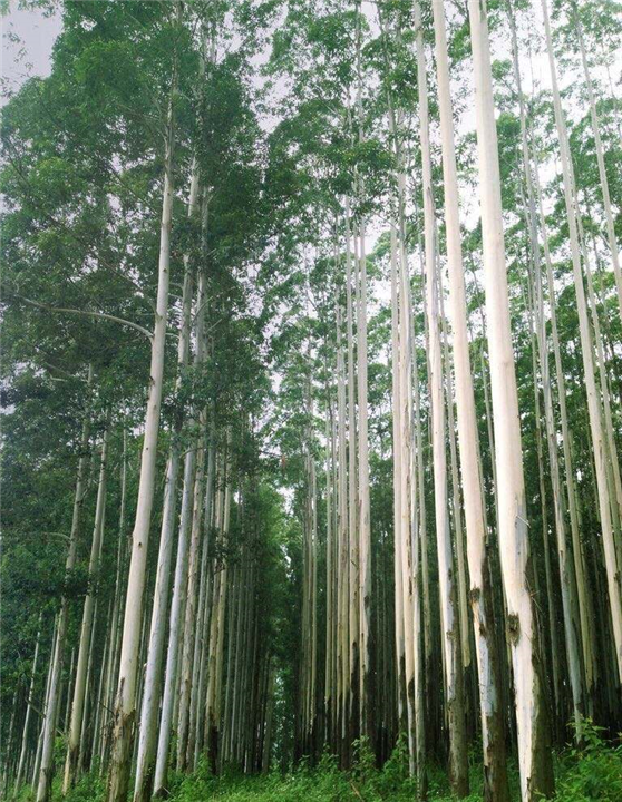 桉树价格|种植桉树危害那么大为什么还种呢?|桉树苗价格 