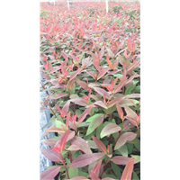 广9 驱蚊树苗