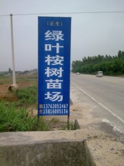@#湛江桉树苗批发@*@#遂溪桉树苗价格&*