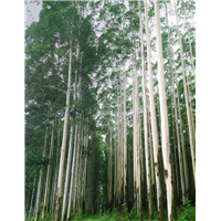 桉树种苗|桉树苗多少钱一棵|求购桉树苗 