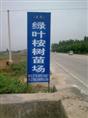 @#湛江桉树苗批发@*@#遂溪桉树苗价格&*