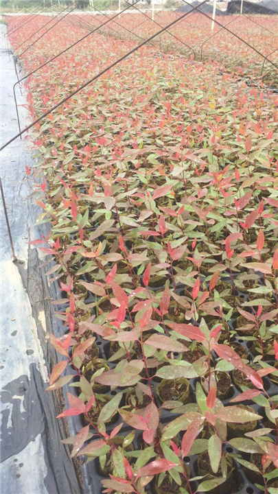 广9 驱蚊树苗_桉树苗多少钱一棵_中国为什么禁止种桉树 