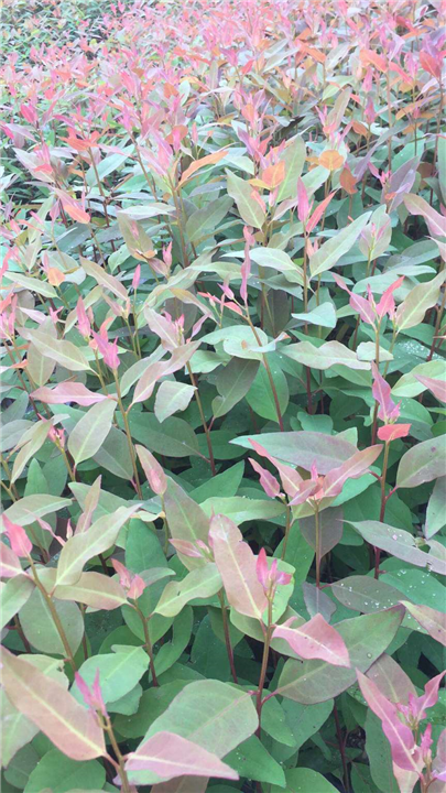桉树苗厂家—桉树苗基地—桉树苗价格 