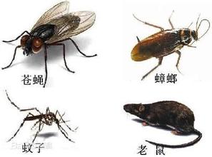 中山灭蚊虫 