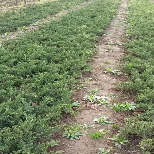 西安龙柏形态特征