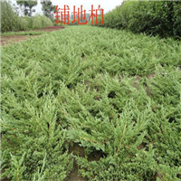 陕西铺地柏◆西安铺地柏 