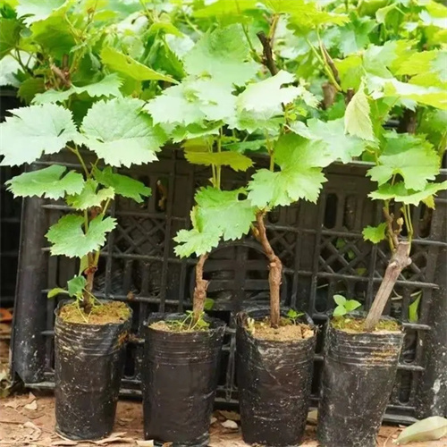 西安葡萄树苗批发价格