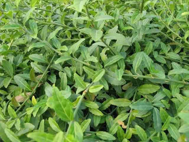 陕西小叶扶芳藤｜小叶扶芳藤价格