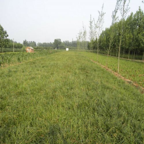 陕西麦冬草基地-C 