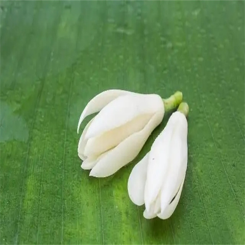 西安白玉兰