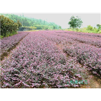 陕西红花继木◆西安红花继木 
