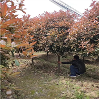 陕西红叶石楠价格