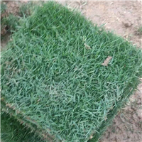 陕西混播草坪