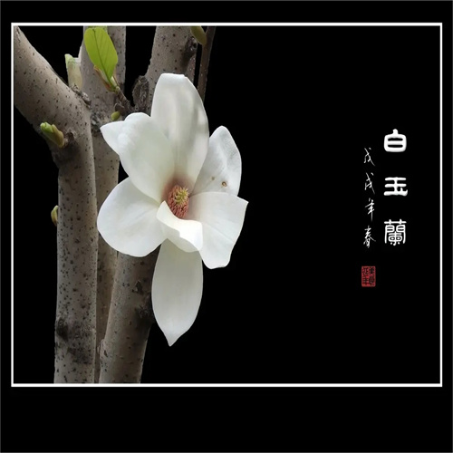 西安白玉兰