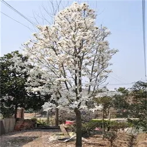 西安白玉兰