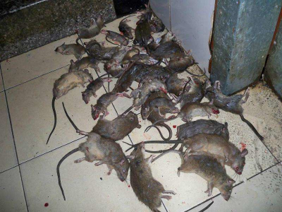 苏州专业灭鼠 