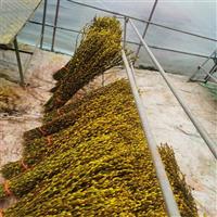 成都哪里有大型银柳种植批发基地