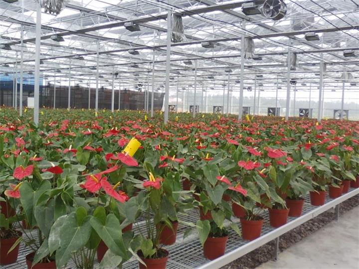 seedbed system