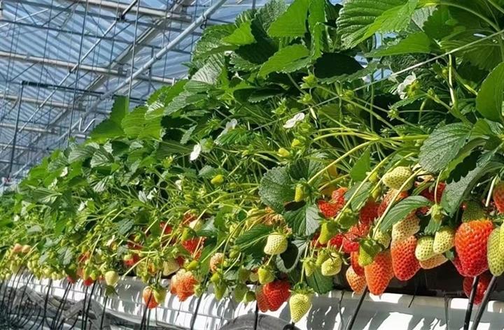 Soilless cultivation system