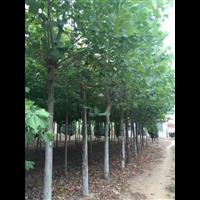 青岛速生法桐