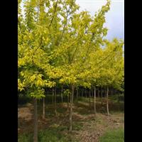 青岛金叶复叶槭