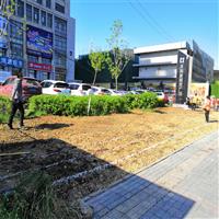 乌鲁木齐天山区园林养护