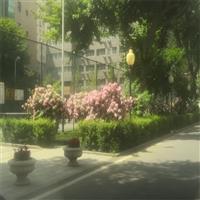 新疆园林绿化