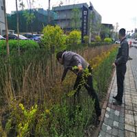 乌鲁木齐天山区园林绿化