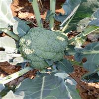 邯郸蔬菜代办代销点