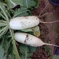 邯郸白萝卜代办批发