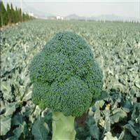 河北蔬菜瓜果代办电话