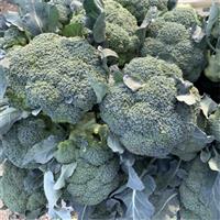 邯郸蔬菜代办公司
