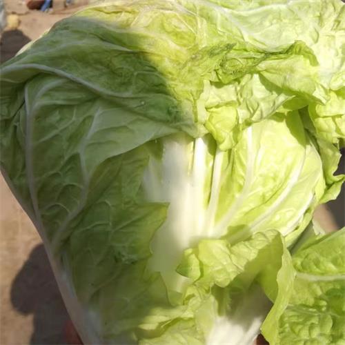 邯郸大白菜代办代收公司