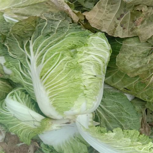 邯郸大白菜批发价格