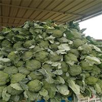 邯郸西兰花基地代办批发商