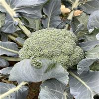 邯郸西兰花代办批发价格