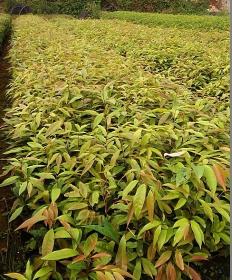 红椎种苗 红椎种苗价格 红椎种苗种植基地 