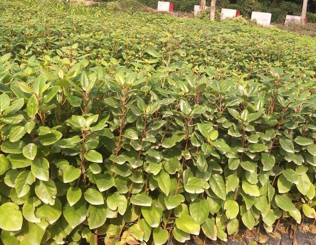 红花荷种苗 红花荷价格 红花荷种植基地 