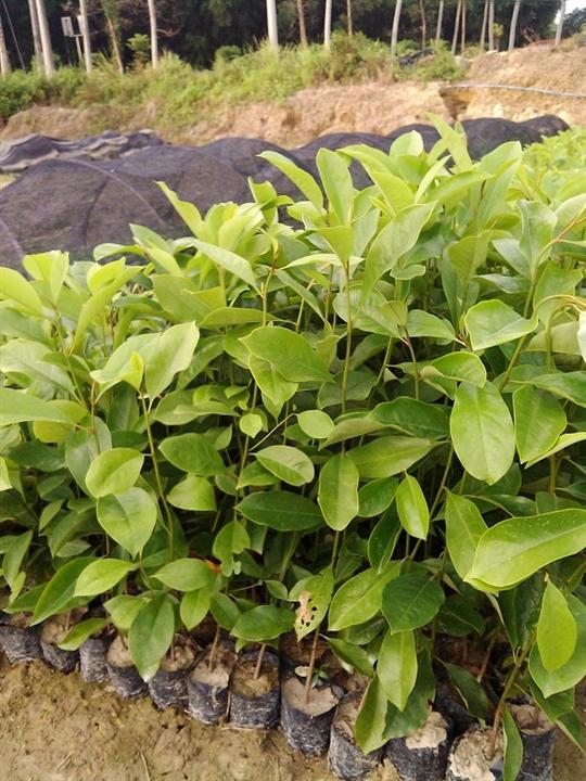 火力楠种苗 火力楠价格 火力楠种苗种植基地 
