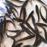 湖北鲫鱼苗