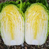 河北大白菜收购批发商