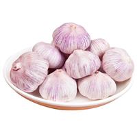 邯郸紫皮蒜-紫皮蒜批发价格