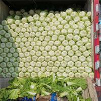 河北大白菜去哪里批发进货
